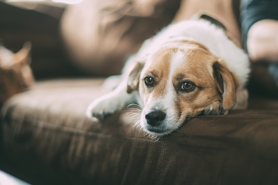 Visiting tips for dog owners and their guests during the holidays